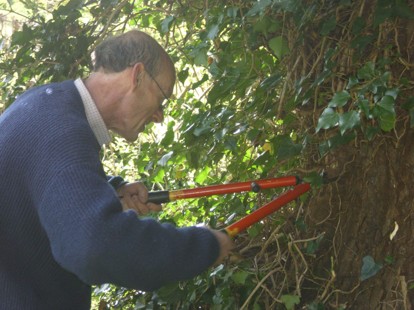 Colin Cummings pruning the Ivy