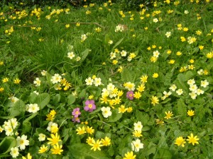 Flowers in Billingsley churchyard