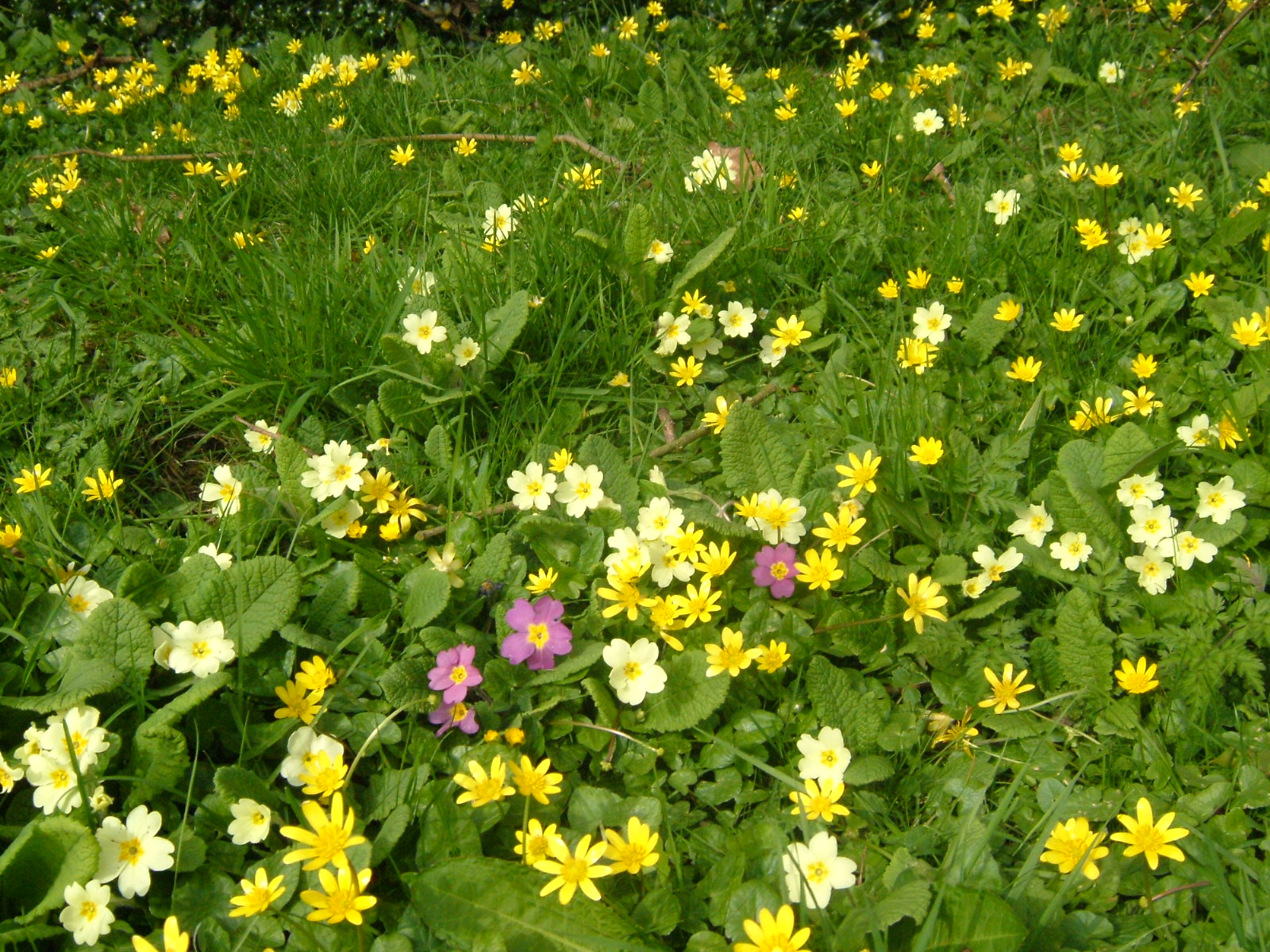 Flowers in Billingsley churchyard